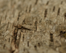 Foto af Smalvinget ugle (Spodoptera exigua) | Han