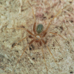Foto af Anopsicus zeteki (Anopsicus zeteki) | Hun