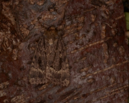 Foto af Berber-pyramideugle (Amphipyra berbera) | Han