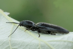 Foto af Hemicrepidius hirtus (Hemicrepidius hirtus) | Standardfoto