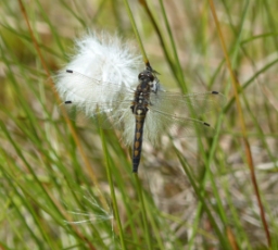 Foto af Nordisk kærguldsmed (Leucorrhinia rubicunda) | Hun