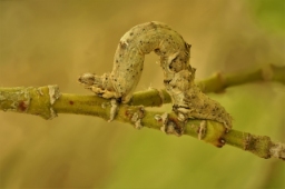 Foto af Almindelig månemåler (Selenia dentaria) | Larve