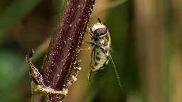 Foto af Hvidplettet agersvirreflue (Scaeva pyrastri) | Detalje