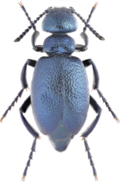 Foto af Korthalset oliebille (Meloe brevicollis) | KV Makarov - Danmarks BilleBank