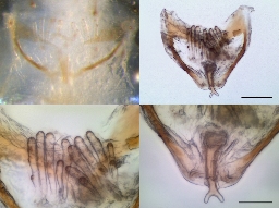 Foto af Bamazomus serendipitus (Bamazomus serendipitus) | Hunlige kønsorganer og gonopod