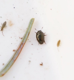 Foto af Olibrus aeneus (Olibrus aeneus) | Standardfoto