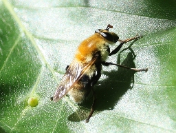 Foto af Uldhåret pelssvirreflue (Criorhina floccosa) | Afvigende type