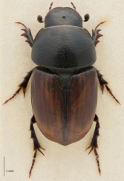 Foto af Vagabonderende møgbille (Aphodius erraticus) | Standardfoto