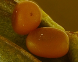 Foto af Stor glassværmer (Sesia apiformis) | Æg