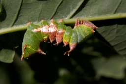 Foto af Kamouflagespinder (Harpyia milhauseri) | Larve