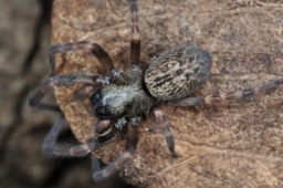 Foto af Badumna longinqua (Badumna longinqua) | Hun