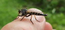 Foto af Sortfodet skovrovflue (Neoitamus cyanurus) | Han