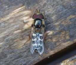 Foto af Hvidplettet agersvirreflue (Scaeva pyrastri) | Han