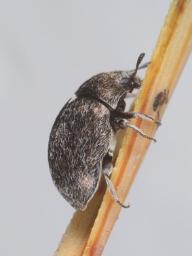 Foto af Morychus aeneus (Morychus aeneus) | Standardfoto