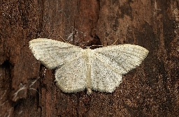 Foto af Blåbærløvmåler (Scopula floslactata) | Han