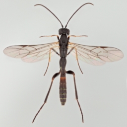 Foto af Collyria trichophthalma (Collyria trichophthalma) | Malcolm Storey 