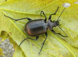 Foto af Lille pupperøver (Calosoma inquisitor) | Standardfoto