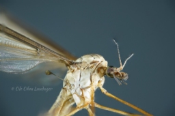 Foto af Kålstankelben (Tipula oleracea) | Detalje