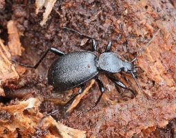 Foto af Sneglerøver (Cychrus caraboides) | Standardfoto
