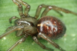 Foto af Enoplognatha caricis (Enoplognatha caricis) | Hun