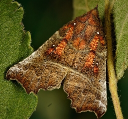 Foto af Husmoderugle (Scoliopteryx libatrix) | Hun