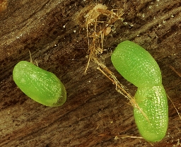 Foto af Sortbåndet frostmåler (Agriopis leucophaearia) | Æg