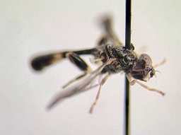 Foto af Almindelig barksvirreflue (Sphegina clunipes) | Hun