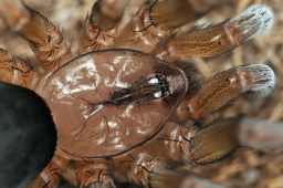 Foto af Almindelig tragtkartespinder (Filistata insidiatrix) | Jørgen Lissner