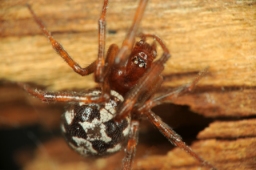 Foto af Steatoda triangulosa (Steatoda triangulosa) | Hun