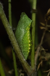 Foto af Svalehale (Papilio machaon) | Puppe