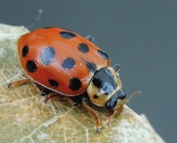 Foto af Trettenplettet mariehøne (Hippodamia tredecimpunctata) | Standardfoto