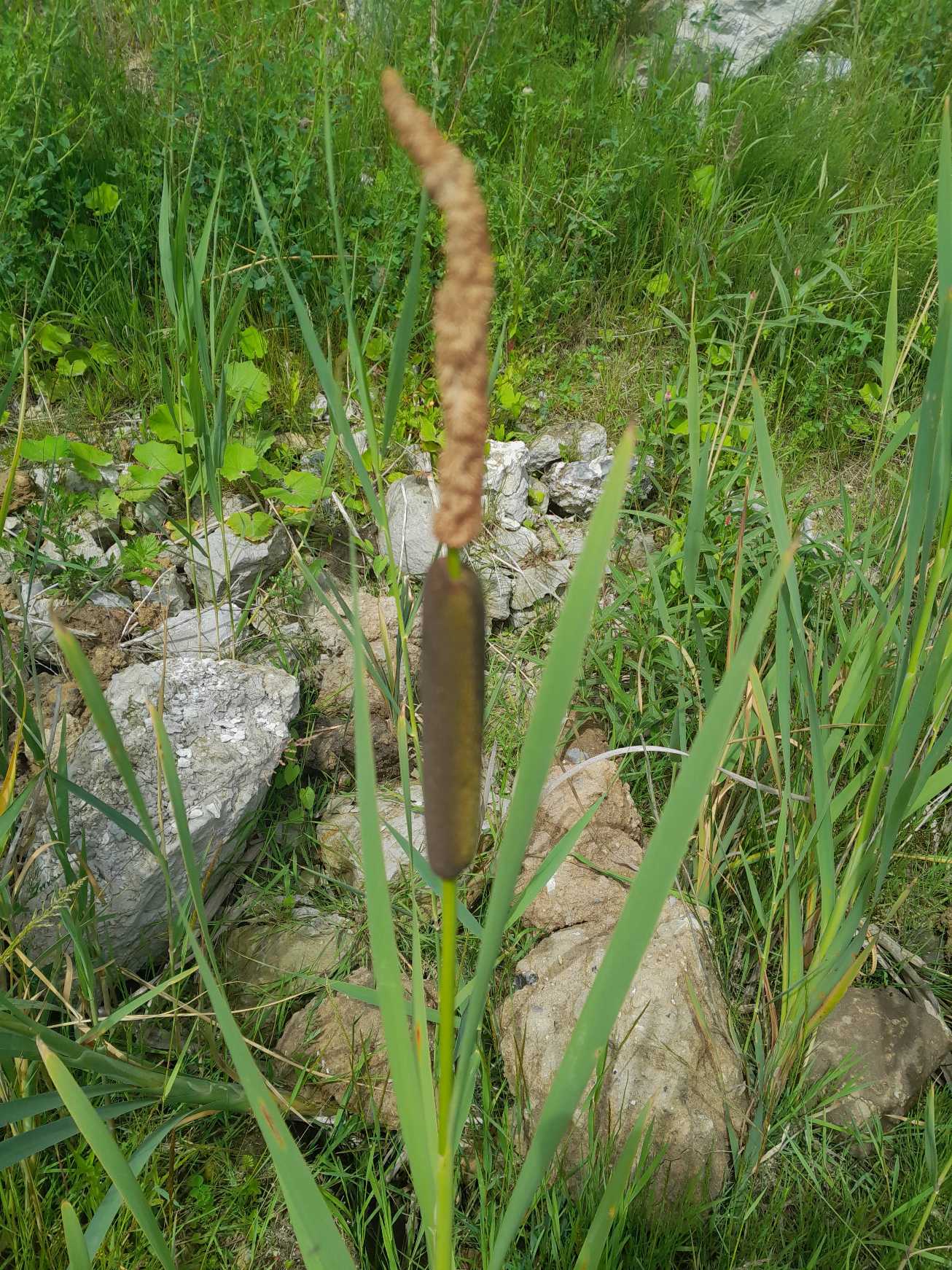 Cattail