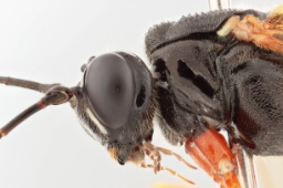 Foto af Rhyssella approximator (Rhyssella approximator) | Malcolm Storey