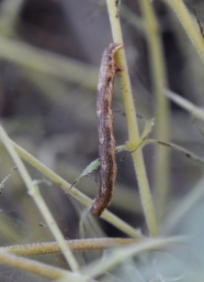 Foto af Vandremåler (Orthonama obstipata) | Larve
