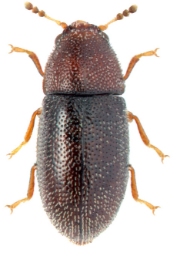 Foto af Ennearthron cornutum (Ennearthron cornutum) | KV Makarov - www.zin.ru/Animalia/Coleoptera