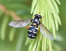 Foto af Tidlig ornamentsvirreflue (Philhelius citrofasciatus) | Han