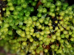 Foto af Almindelig firtand (Tetraphis pellucida) | Standardfoto