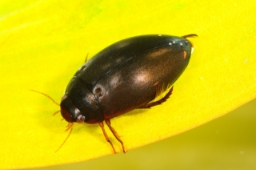 Foto af Ilybius ater (Ilybius ater)