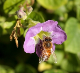 Foto af Italiensk honningbi (Apis mellifera subsp. ligustica) | Standardfoto