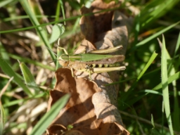 Foto af Lynggræshoppe (Omocestus viridulus) | Hun
