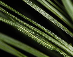 Foto af Fyrremåler (Bupalus piniaria) | Larve
