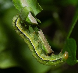 Foto af Krageklougle (Pyrrhia umbra) | Larve