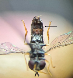 Foto af Almindelig maskesvirreflue (Paragus haemorrhous) | Detalje