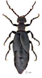 Foto af Sort oliebille (Meloe proscarabaeus) | Han
