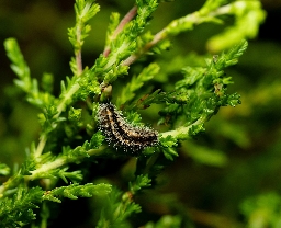Foto af Brunlig metalvinge (Rhagades pruni) | Larve
