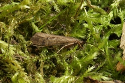 Foto af Limnephilus affinis (Limnephilus affinis) | Han