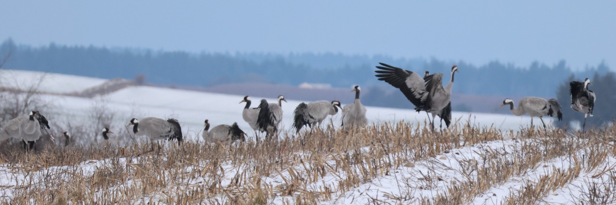Common Crane (Grus grus), photo 6