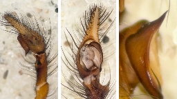 Foto af Stor husedderkop (Eratigena atrica) | Hannens palpe