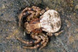 Foto af Ozyptila brevipes (Ozyptila brevipes) | Hun