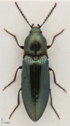 Foto af Kamhornet smælder (Ctenicera pectinicornis) | Hun
